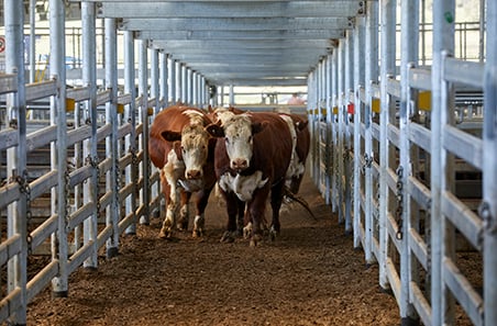 What saleyard trends tell us about cattle availability